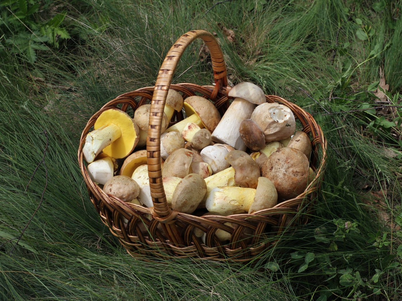 Cesta de boletus y setas de otoño recién recolectadas, protagonistas de las jornadas gastronómicas Buscasetas en León