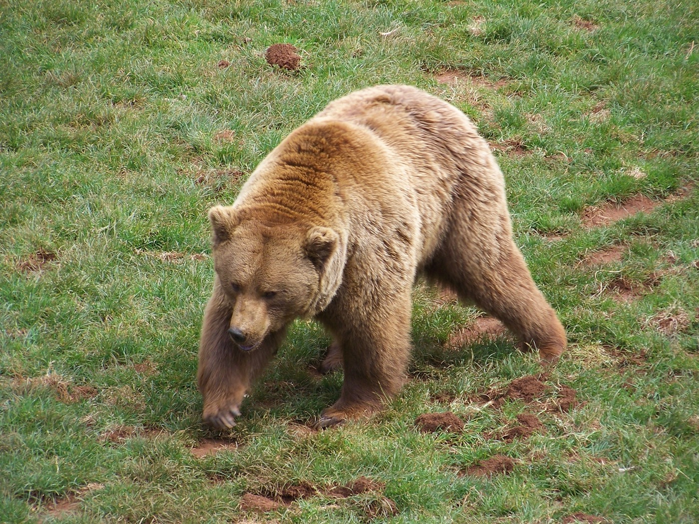 Oso pardo cantábrico en la Cordillera Cantábrica