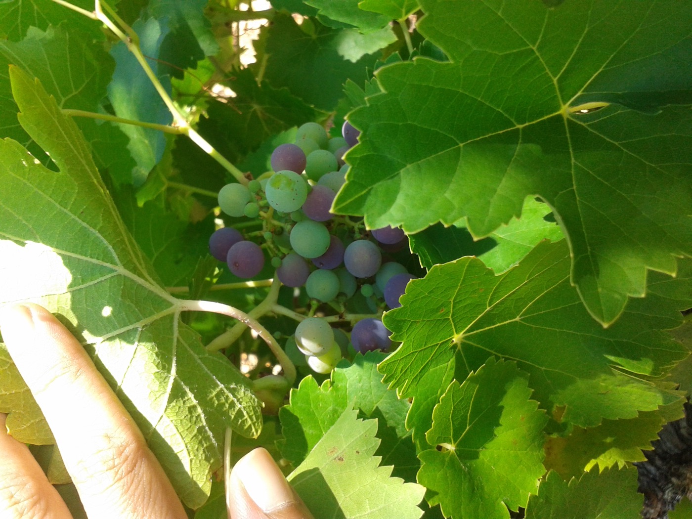 Racimo de uva Mencía en envero, Bierzo
