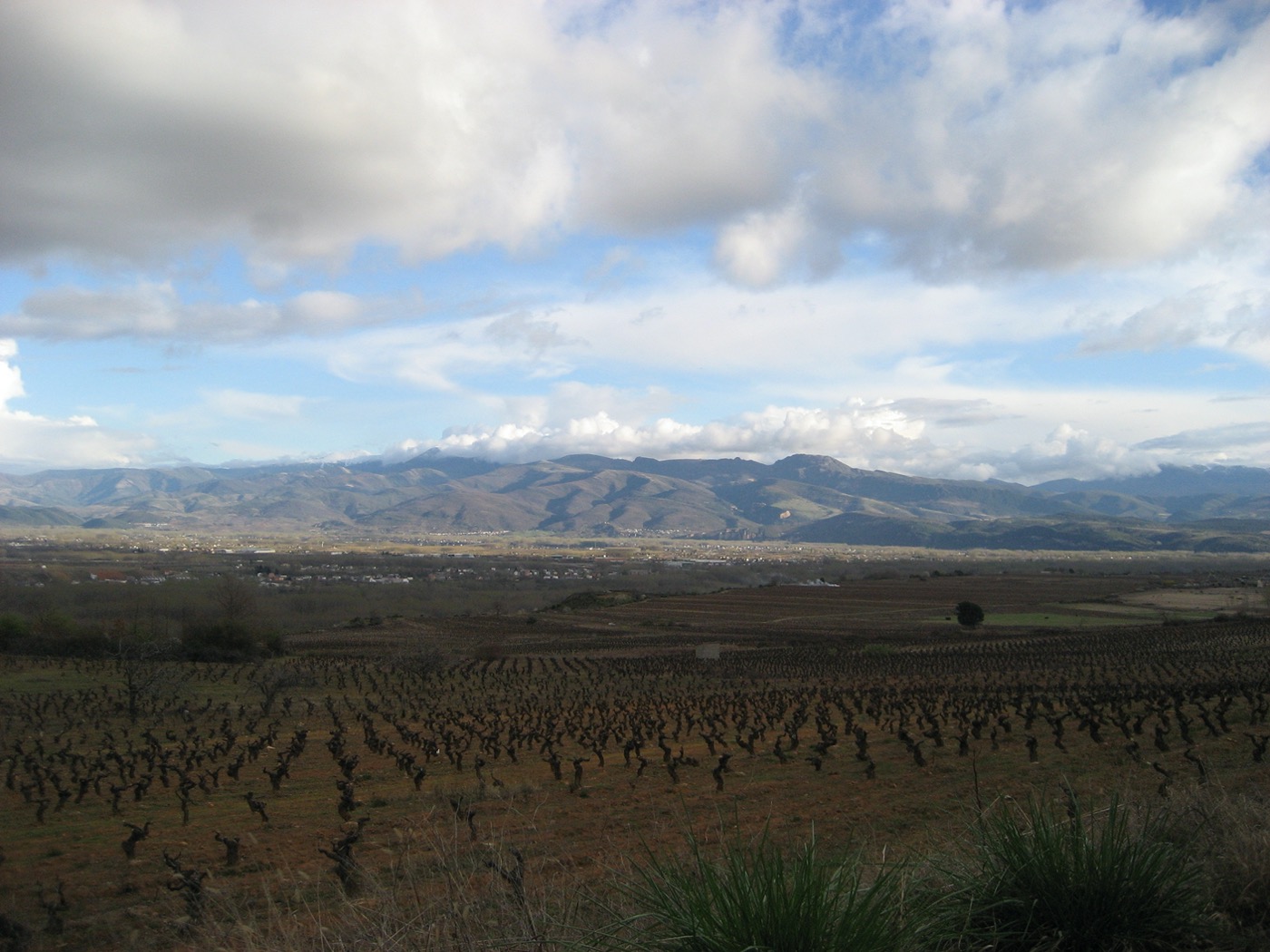Viñedos bercianos en otoño, Bierzo León